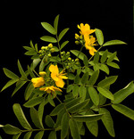 C. acutifolia, Foto 2*
