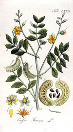 C. acutifolia, Zeichnung*
