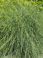 E. distachyata, Foto 1***
